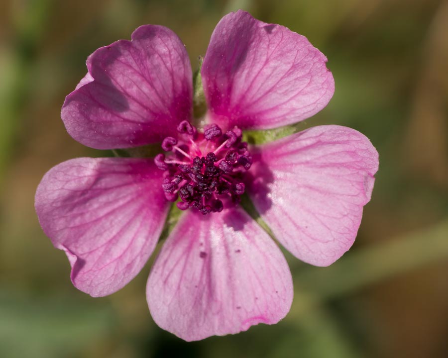 Althaea cannabina / Altea canapina